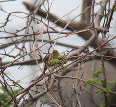 Zosterops erythropleurus