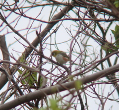 Zosterops erythropleurus