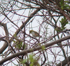 Zosterops erythropleurus