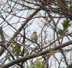 Zosterops erythropleurus