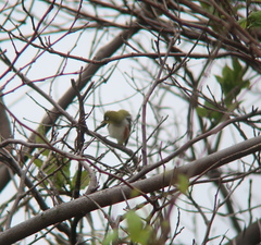 Zosterops erythropleurus