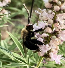 Centris caesalpiniae