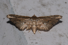 Picrostomastis inductalis