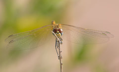 Sympetrum fonscolombii