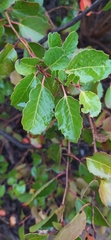 Azara petiolaris