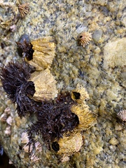 Semibalanus cariosus