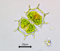 Xanthidium cristatum