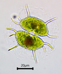 Xanthidium antilopaeum