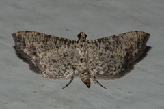 Massepha absolutalis