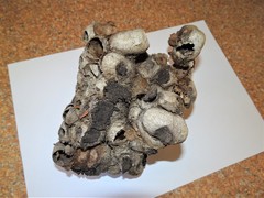 Opodiphthera loranthi