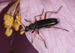 Grammoptera
