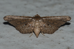 Picrostomastis inductalis