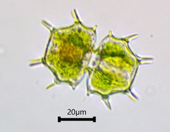 Xanthidium cristatum