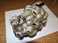 Opodiphthera loranthi