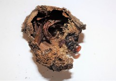 Opodiphthera loranthi