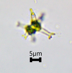 Staurastrum brachiatum