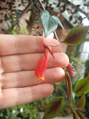 Nematanthus