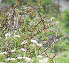 Zosterops erythropleurus