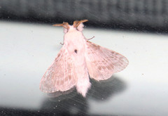 Apotolype brevicrista