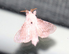 Apotolype brevicrista