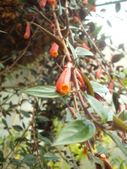 Nematanthus