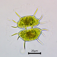 Xanthidium antilopaeum