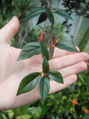 Nematanthus