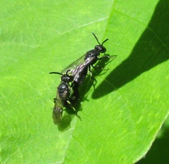 Hylaeus annulatus