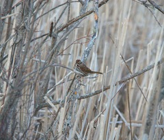 Melospiza melodia image