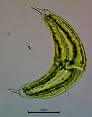 Spinoclosterium cuspidatum