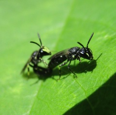 Hylaeus annulatus