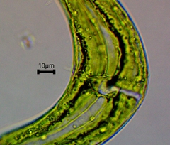 Spinoclosterium cuspidatum