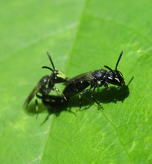 Hylaeus annulatus