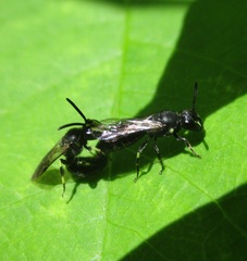 Hylaeus annulatus