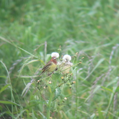 Emberiza rutila