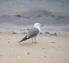 Larus crassirostris