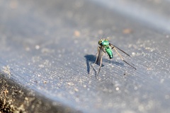 Condylostylus comatus