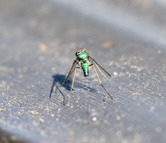 Condylostylus comatus