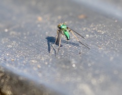 Condylostylus comatus