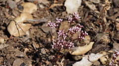 Chorizanthe leptotheca