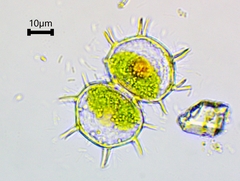 Xanthidium cristatum