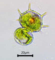 Xanthidium cristatum