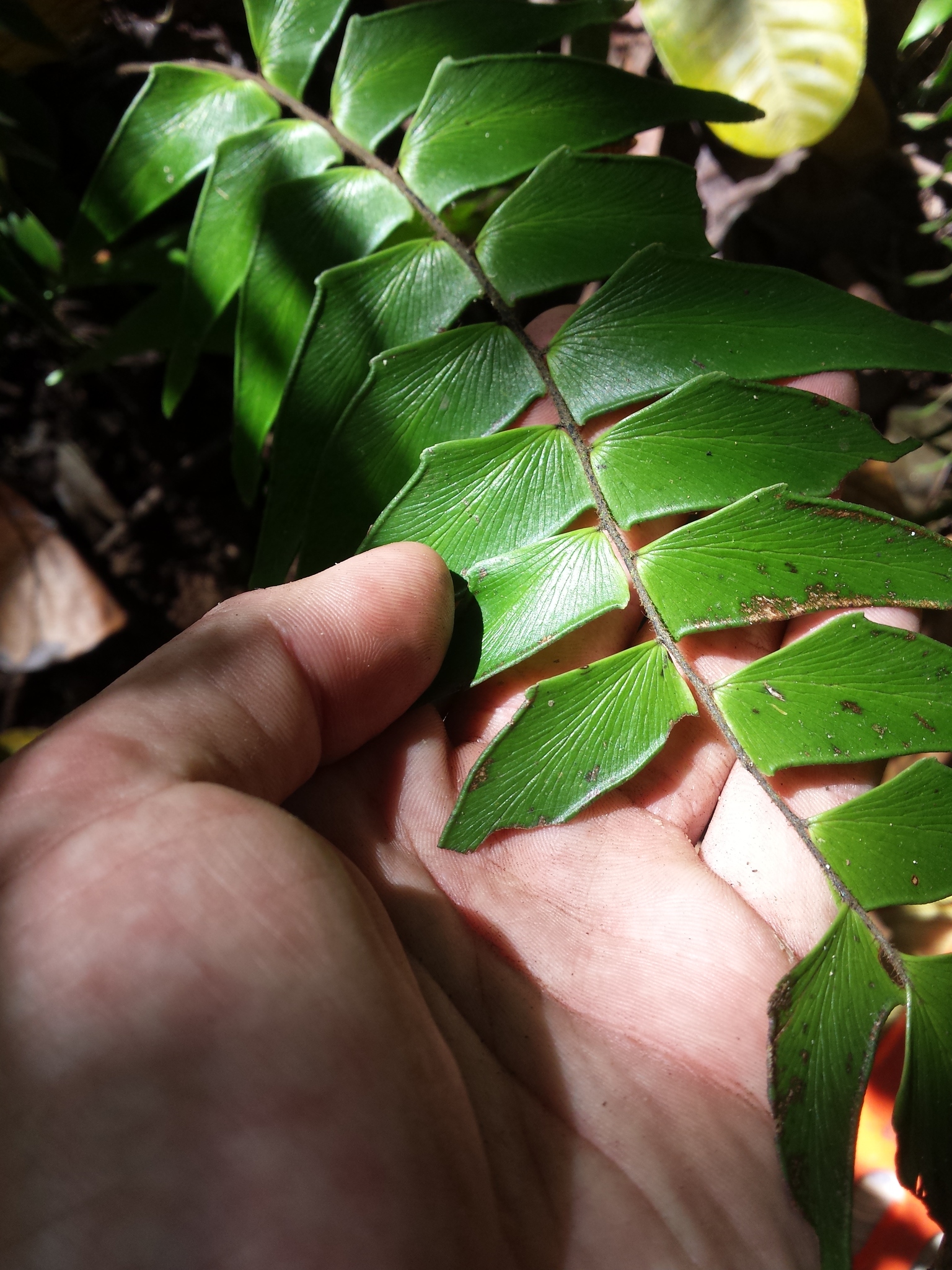 Adiantum lucidum