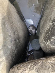 Hyperprosopon argenteum