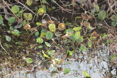 Angiospermae