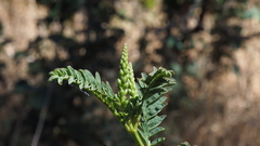 Astragalus oocarpus