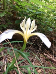 Iris hartwegii