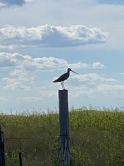 Limosa