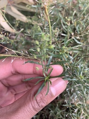 Lepidium hyssopifolium