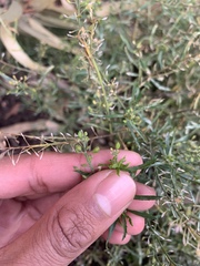 Lepidium hyssopifolium